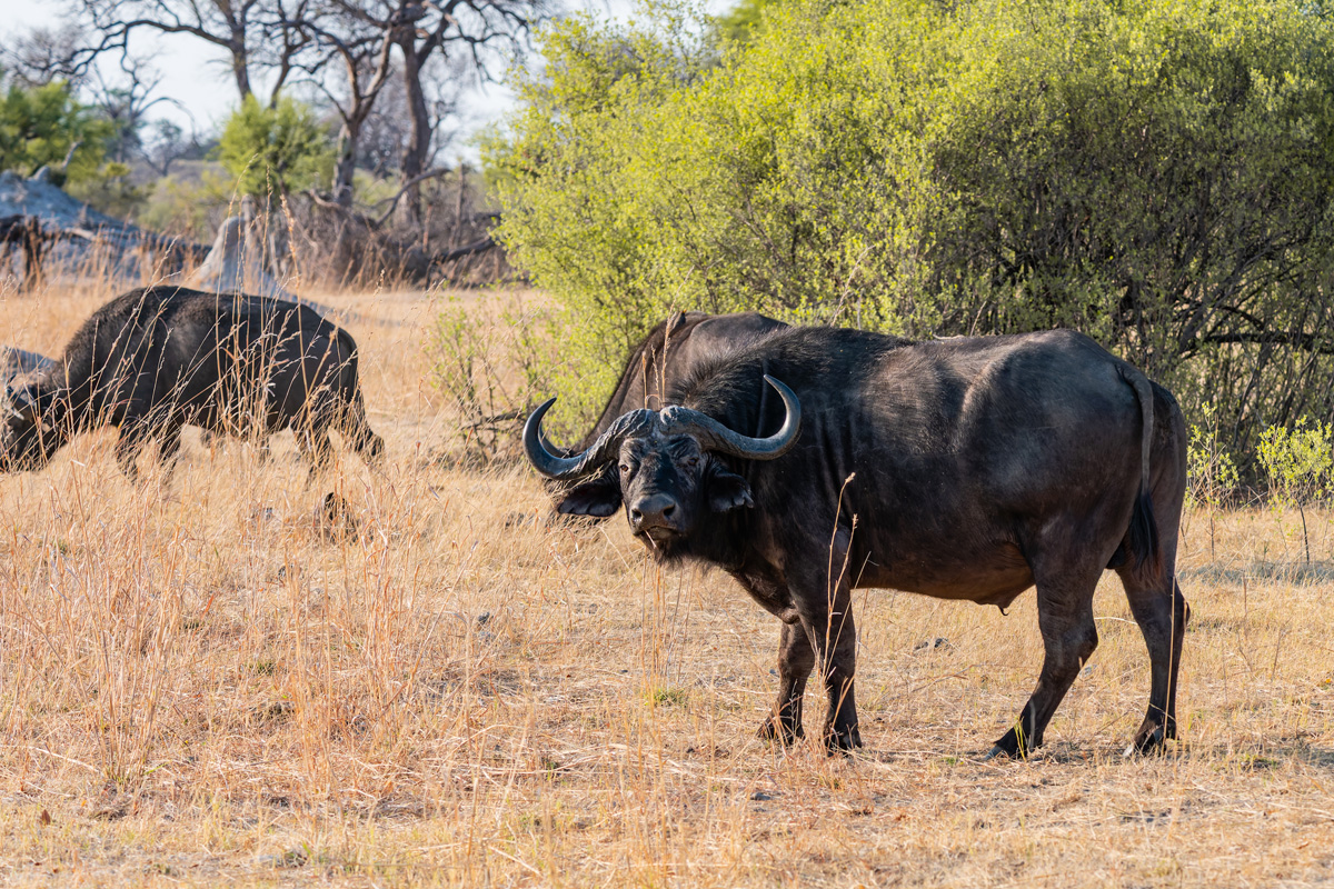 2025-09-29 016 Water Buffalo.jpg