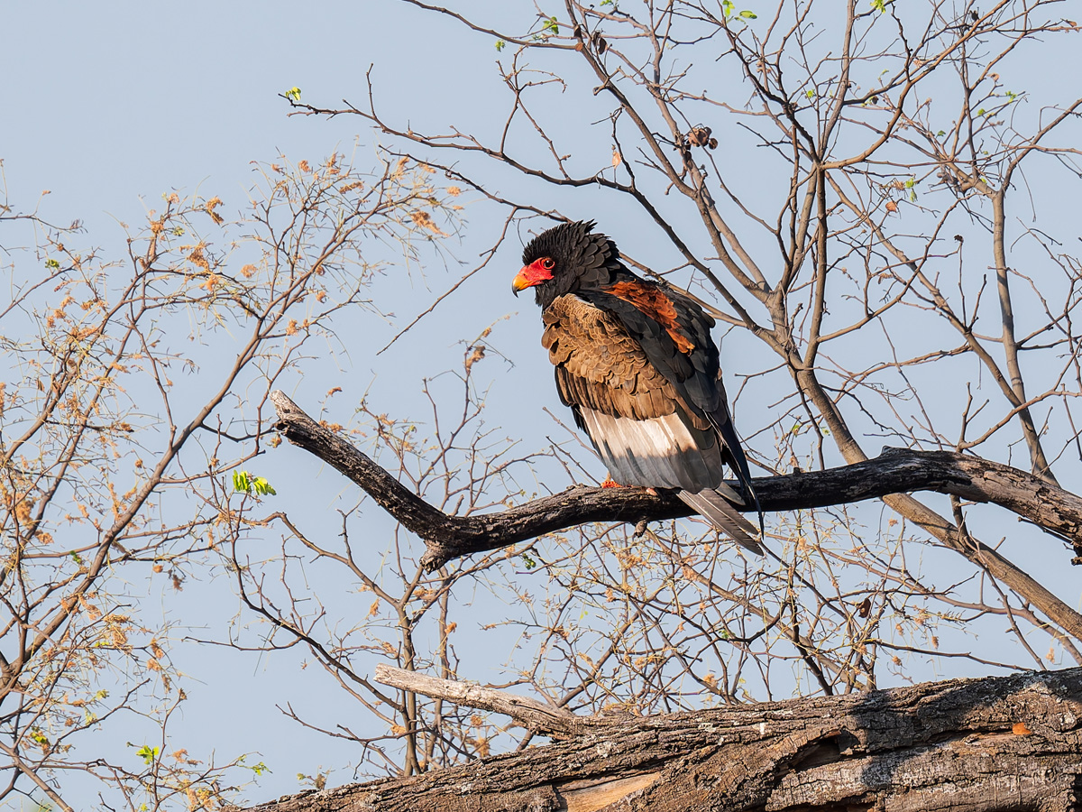 2025-09-29 020 Bateleur.jpg