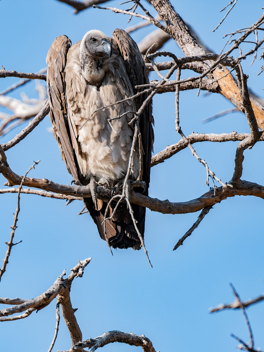 2025-09-29 044 White-backed Vulture.jpg