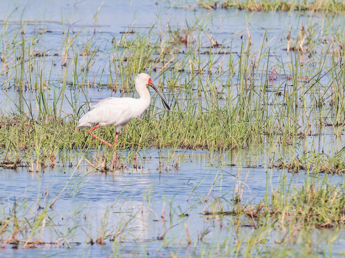 2025-09-29 057 African Spoonbill.jpg