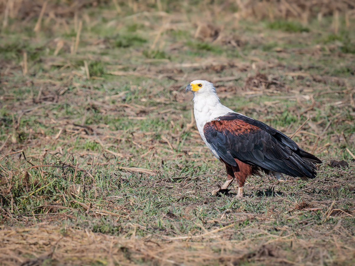 2025-09-29 059 African Fish Eagle.jpg
