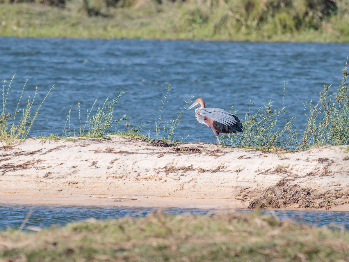 2025-09-29 063 Goliath Heron.jpg