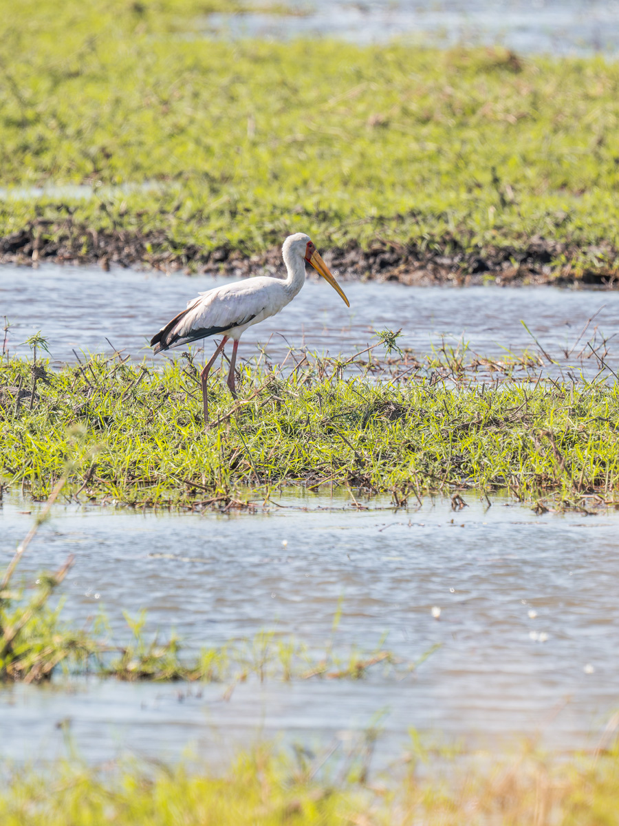 2025-09-29 073 Yellow-billed Stork.jpg