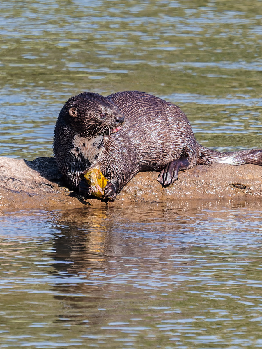 2025-09-30 002 African Clawless Otter_2.jpg