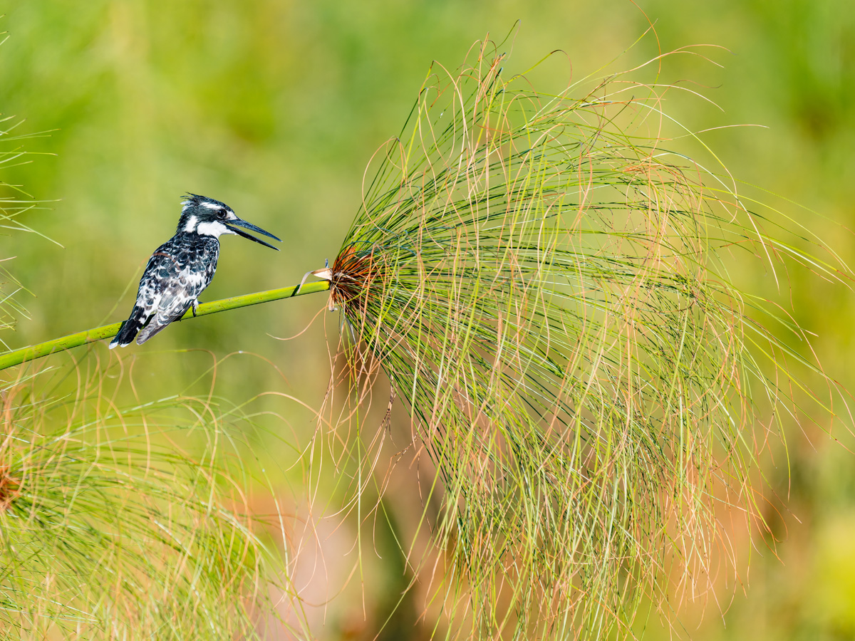 2025-09-30 037 Pied Kingfisher.jpg