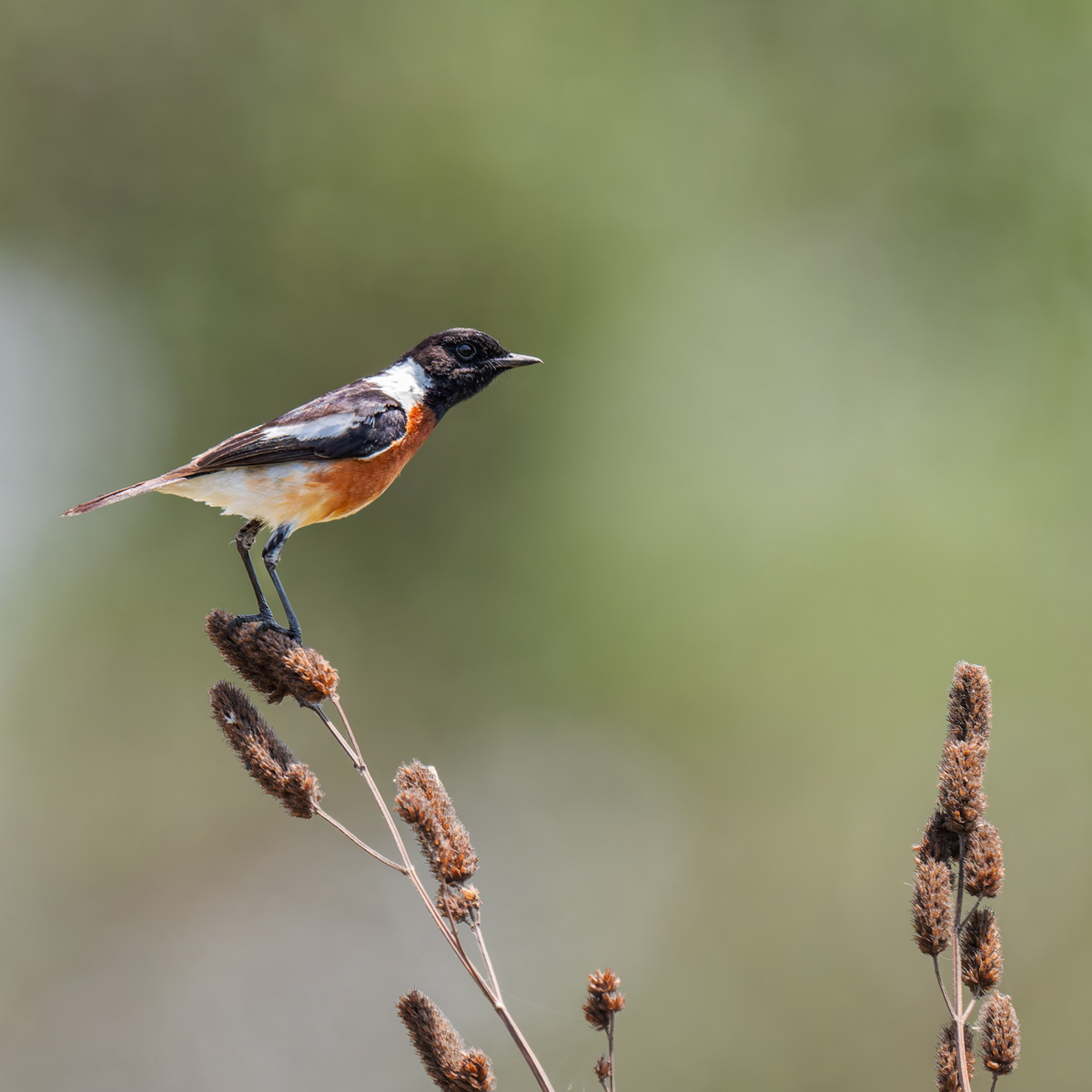 2025-10-01 061 African Stonechat.jpg