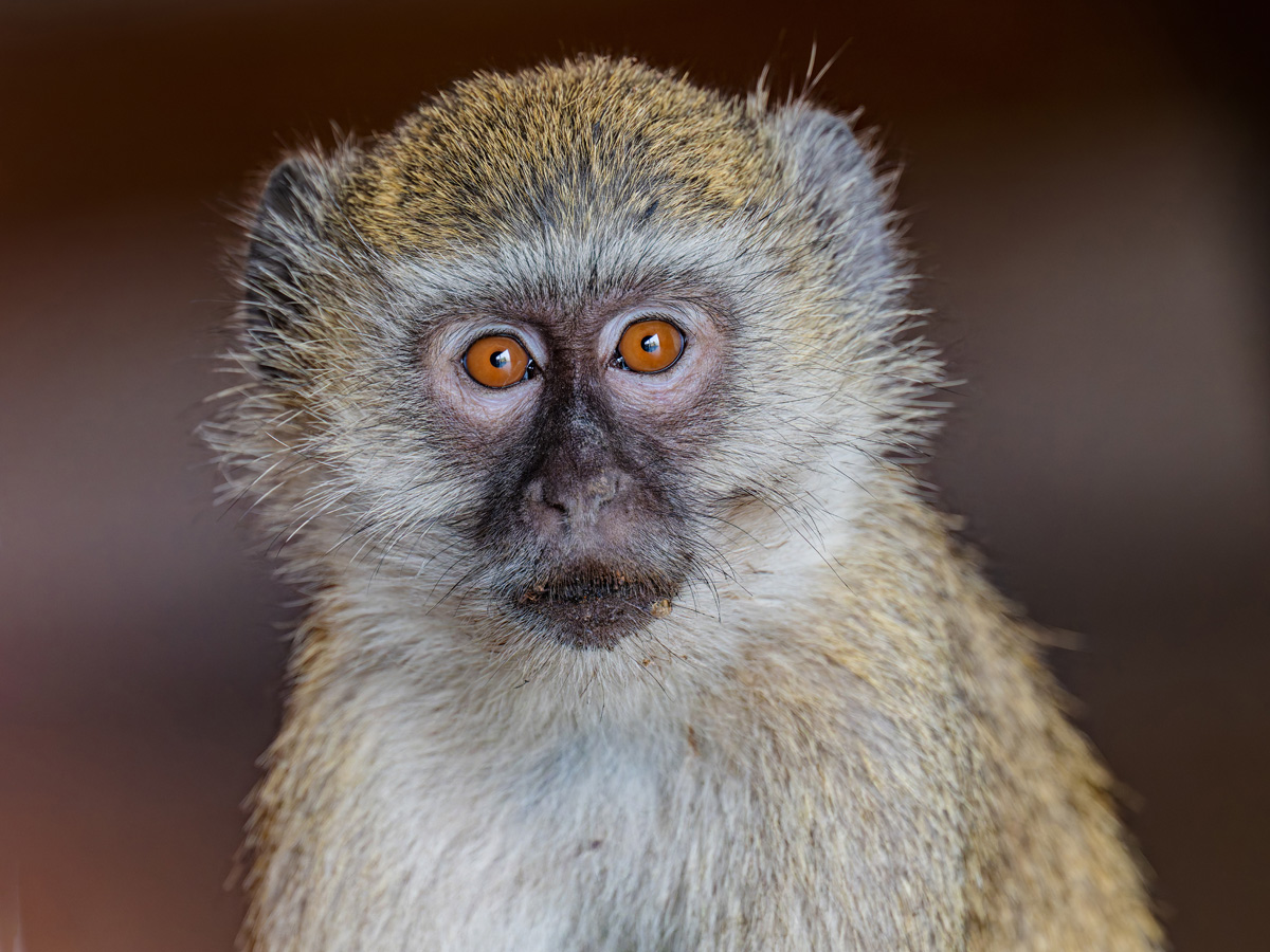 2025-10-01 069 Vervet Monkey.jpg
