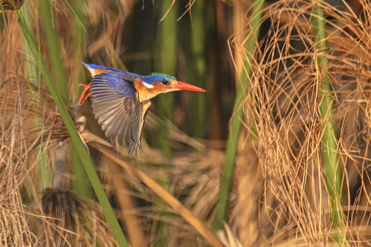 2025-10-01 092 Malachite Kingfisher in Flight.jpg