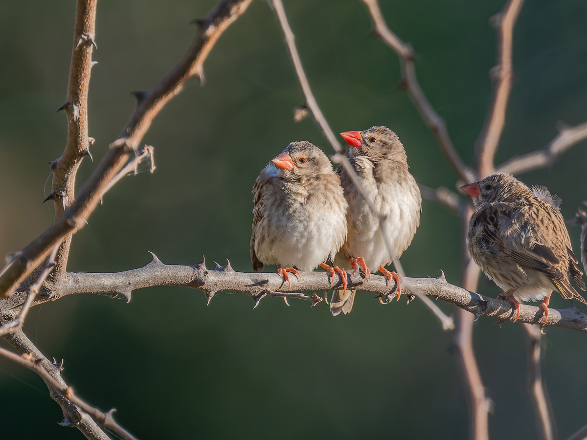 2025-10-02 003 Red-billed Queleas.jpg