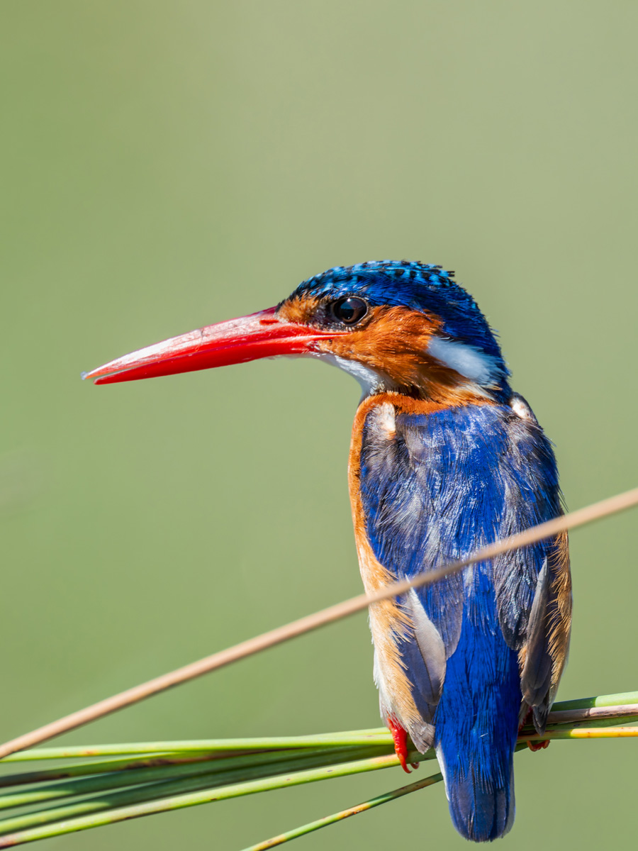 2025-10-02 049 Malachite Kingfisher.jpg