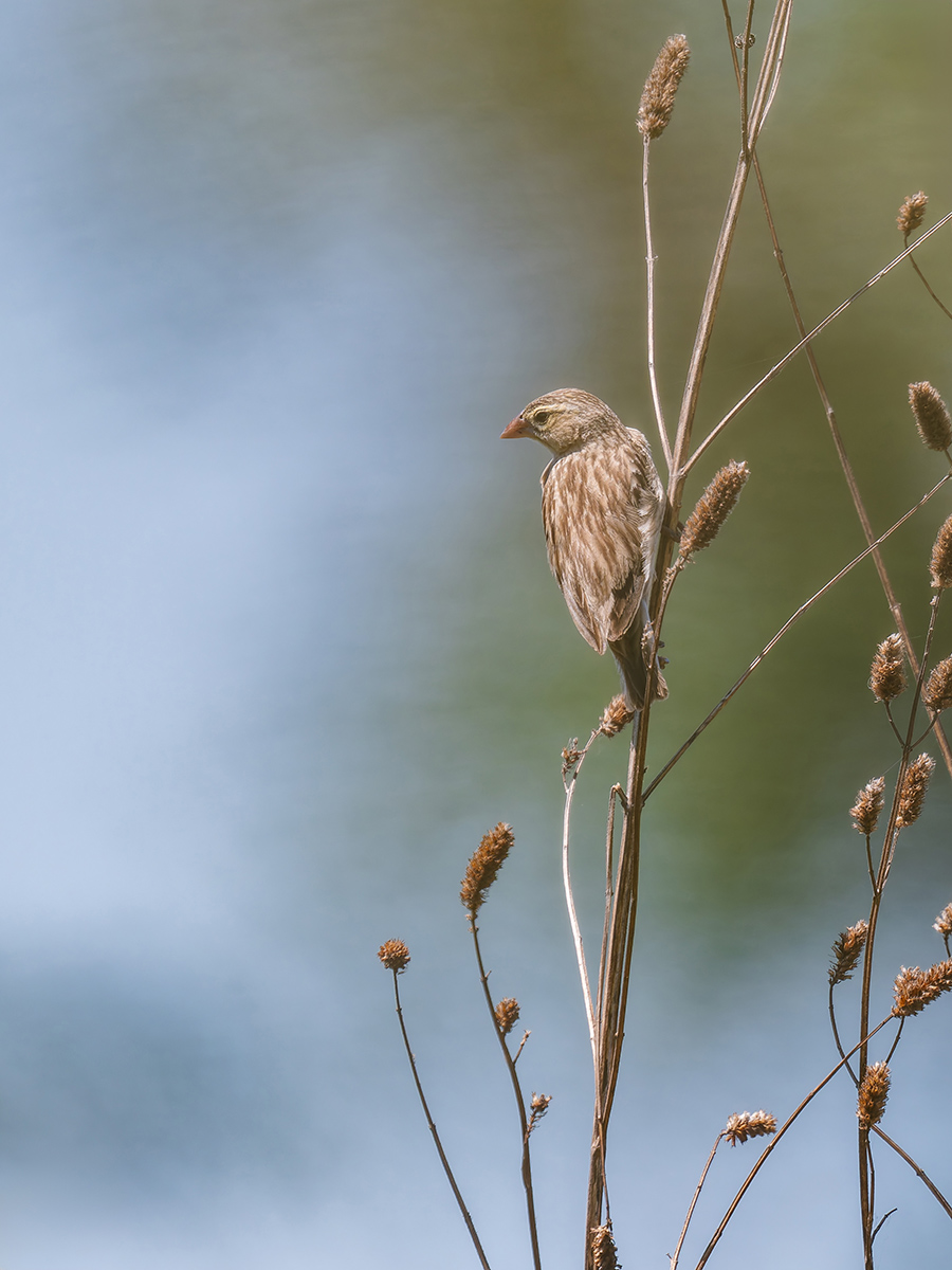 2025-10-02 061 Female Weaver.jpg