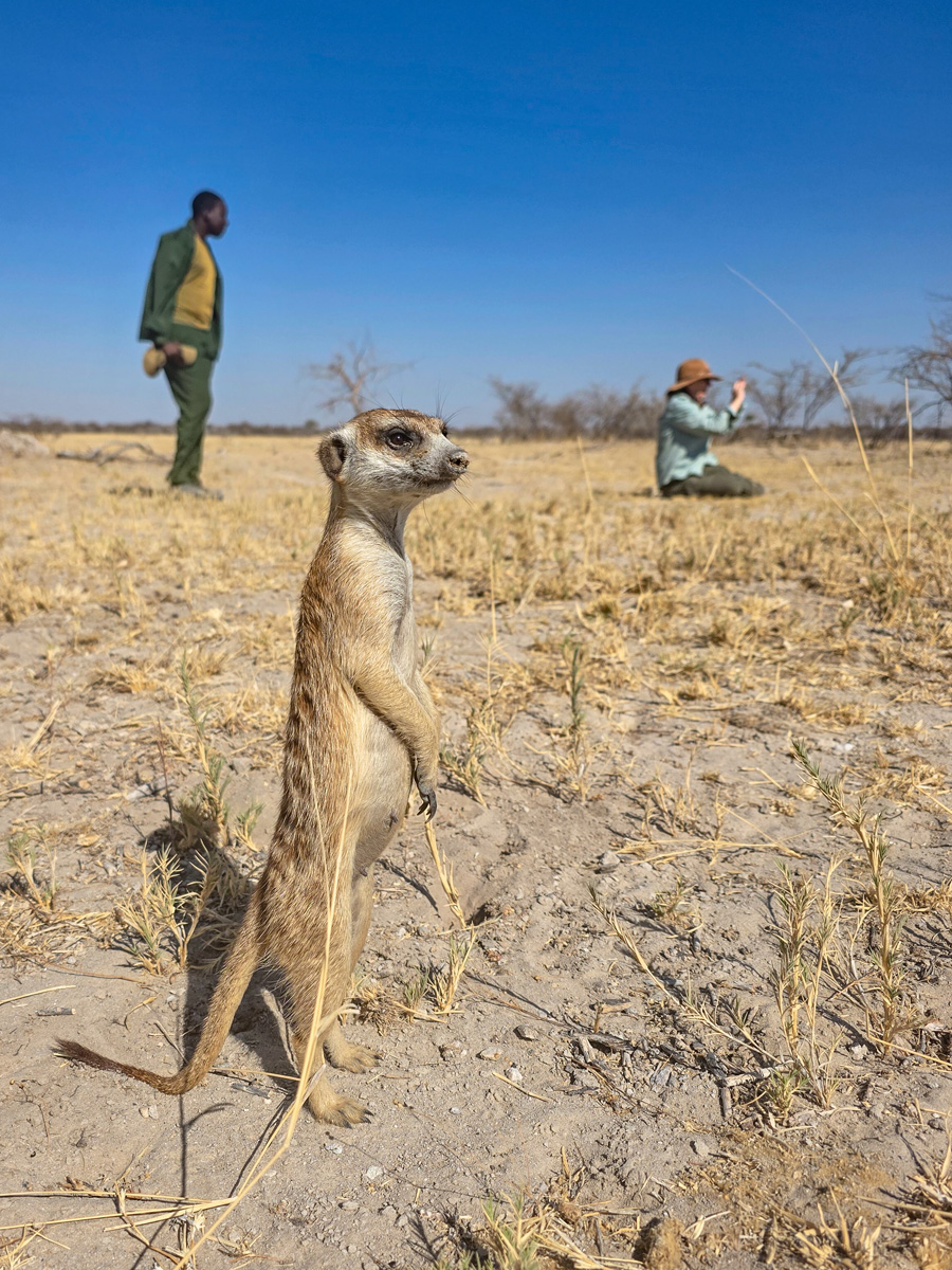 2025-10-04 031 Meercat.jpg