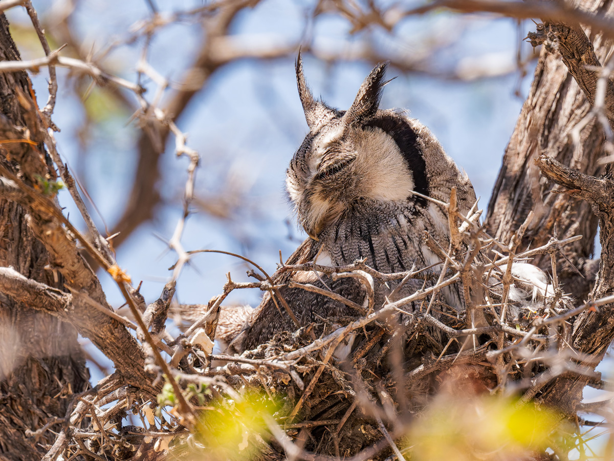 2025-10-04 056 African Scops Owl.jpg