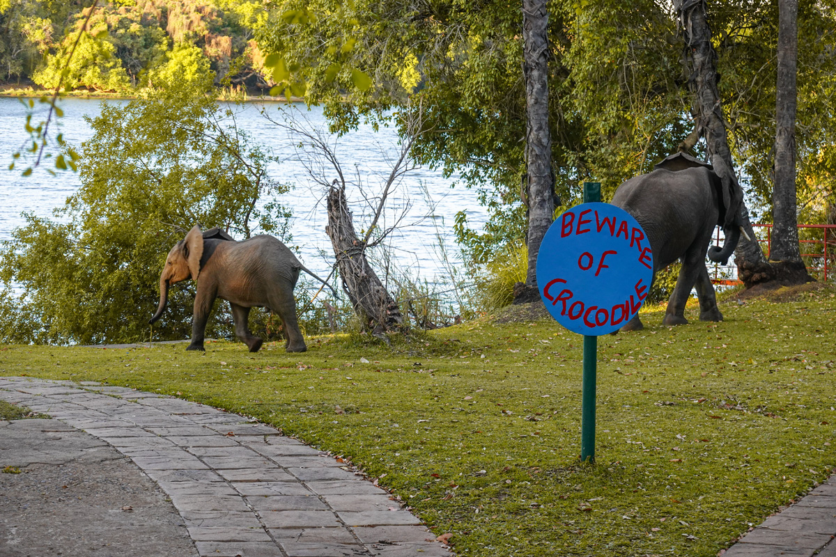 2025-10-05 20 Elephants at Lodge.jpg