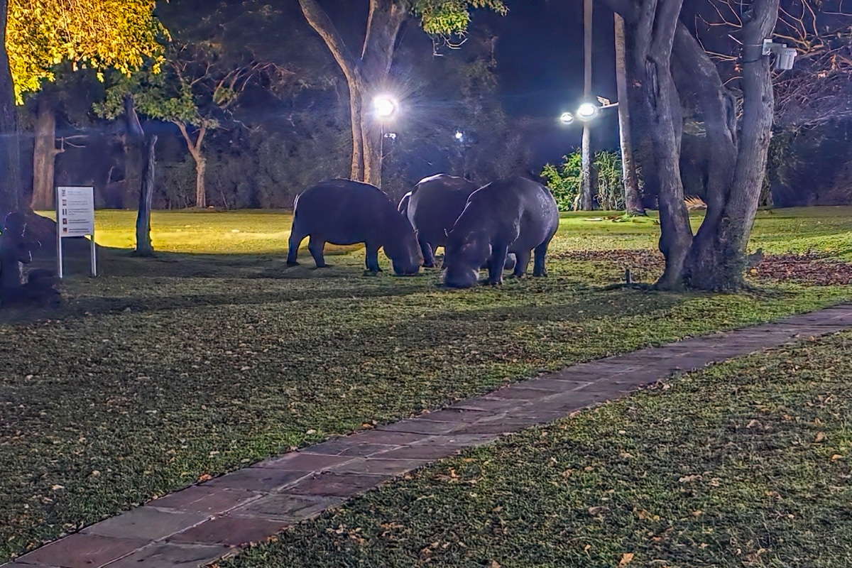 2025-10-05 30 Hippos at Lodge.jpg