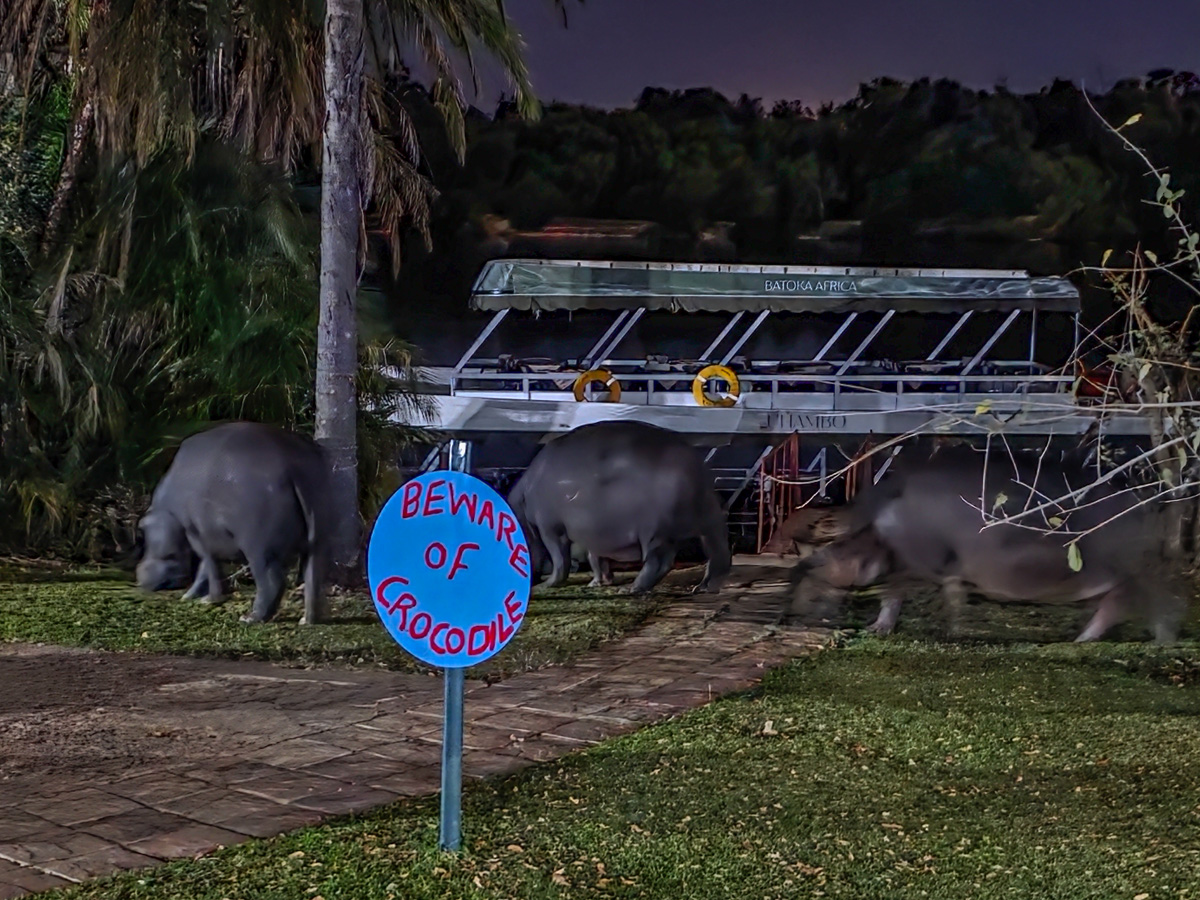 2025-10-05 37 Hippos at Lodge.jpg
