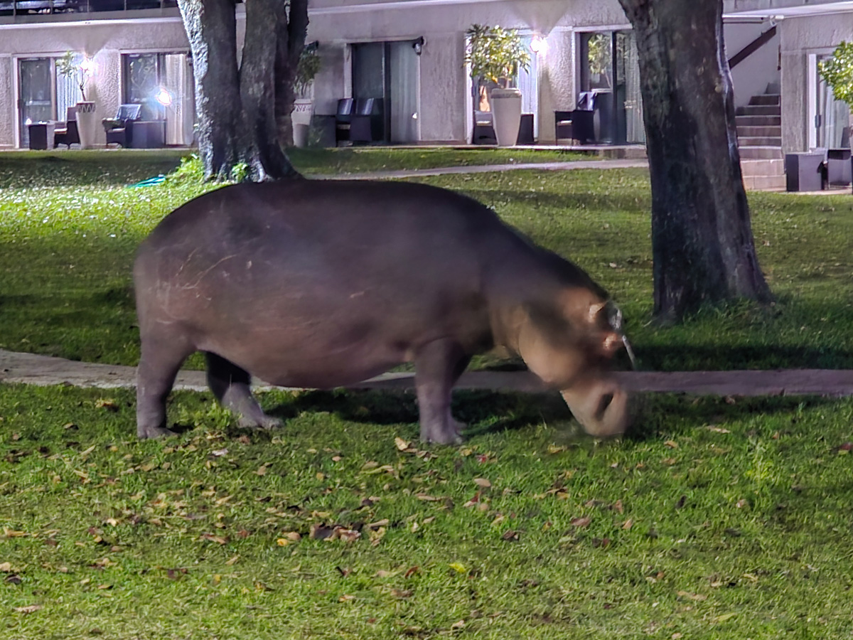 2025-10-05 46 Hippo at Lodge.jpg