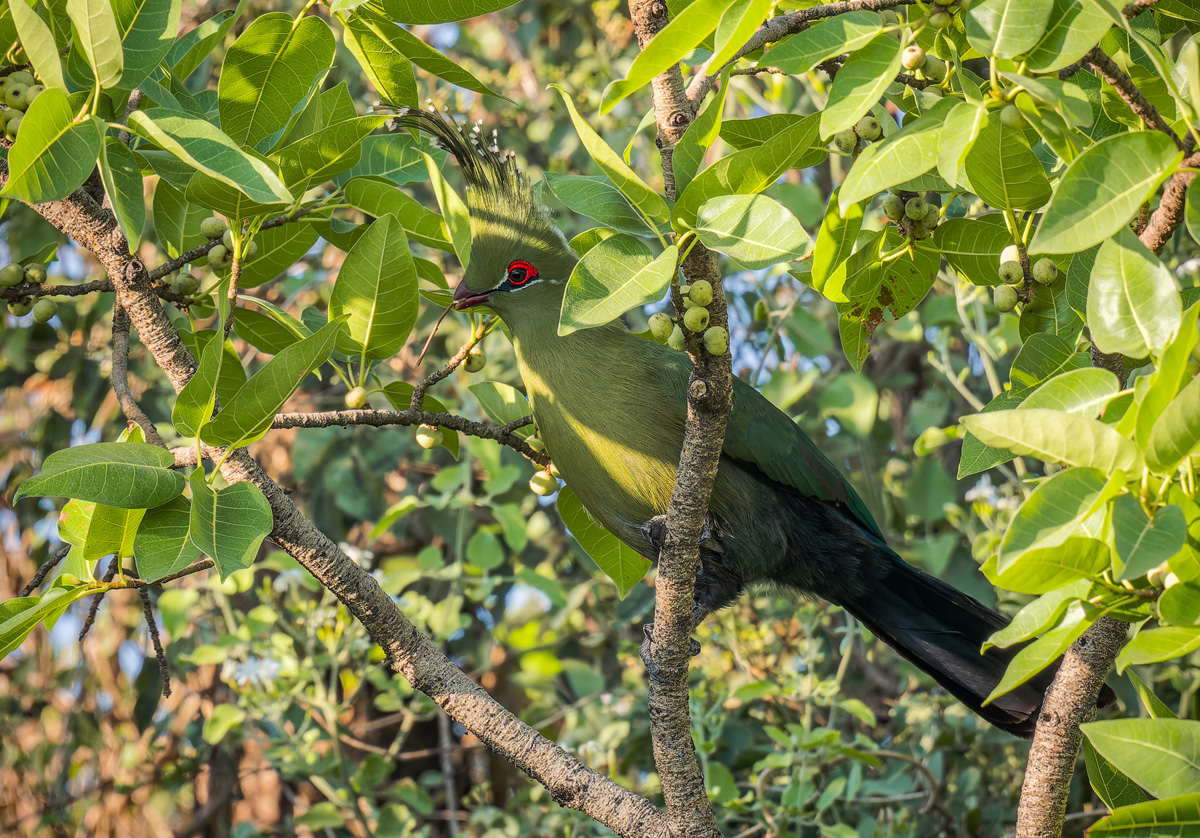 2025-10-06 51 Schalows Turaco.jpg