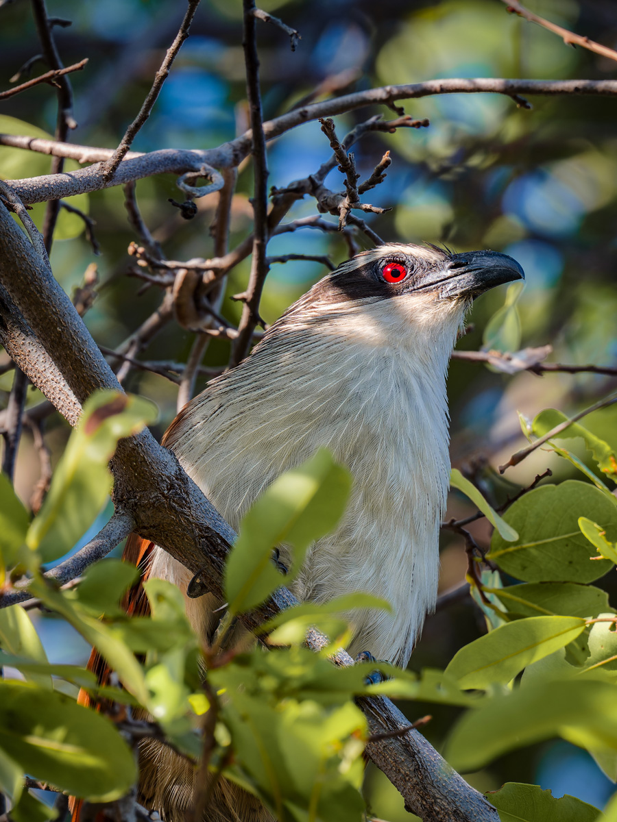 2025-10-06 65 Coppery-tailed Coucal.jpg