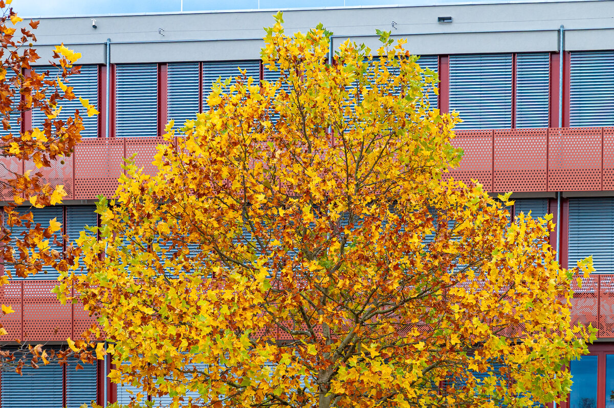 2025-10-25_Tulln_Herbstspaziergang_0003.jpg