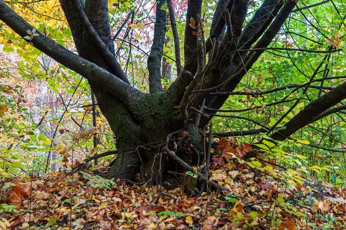 2025-10-25_Tulln_Herbstspaziergang_0011.jpg