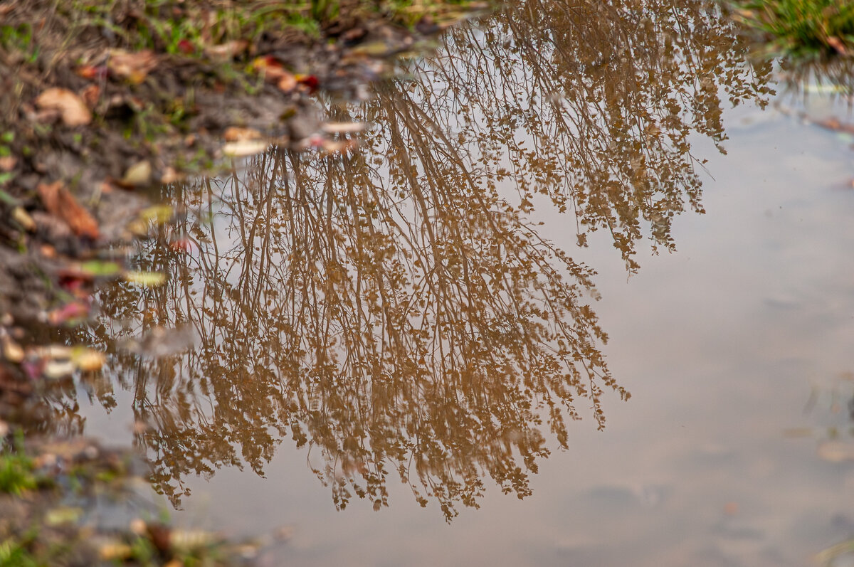 2025-10-25_Tulln_Herbstspaziergang_0017.jpg
