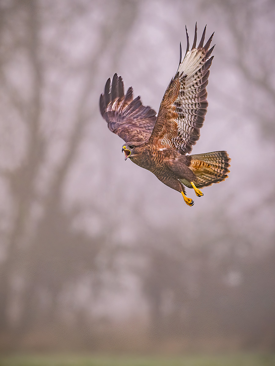 2025-11-09 036 Common Buzzard.jpg