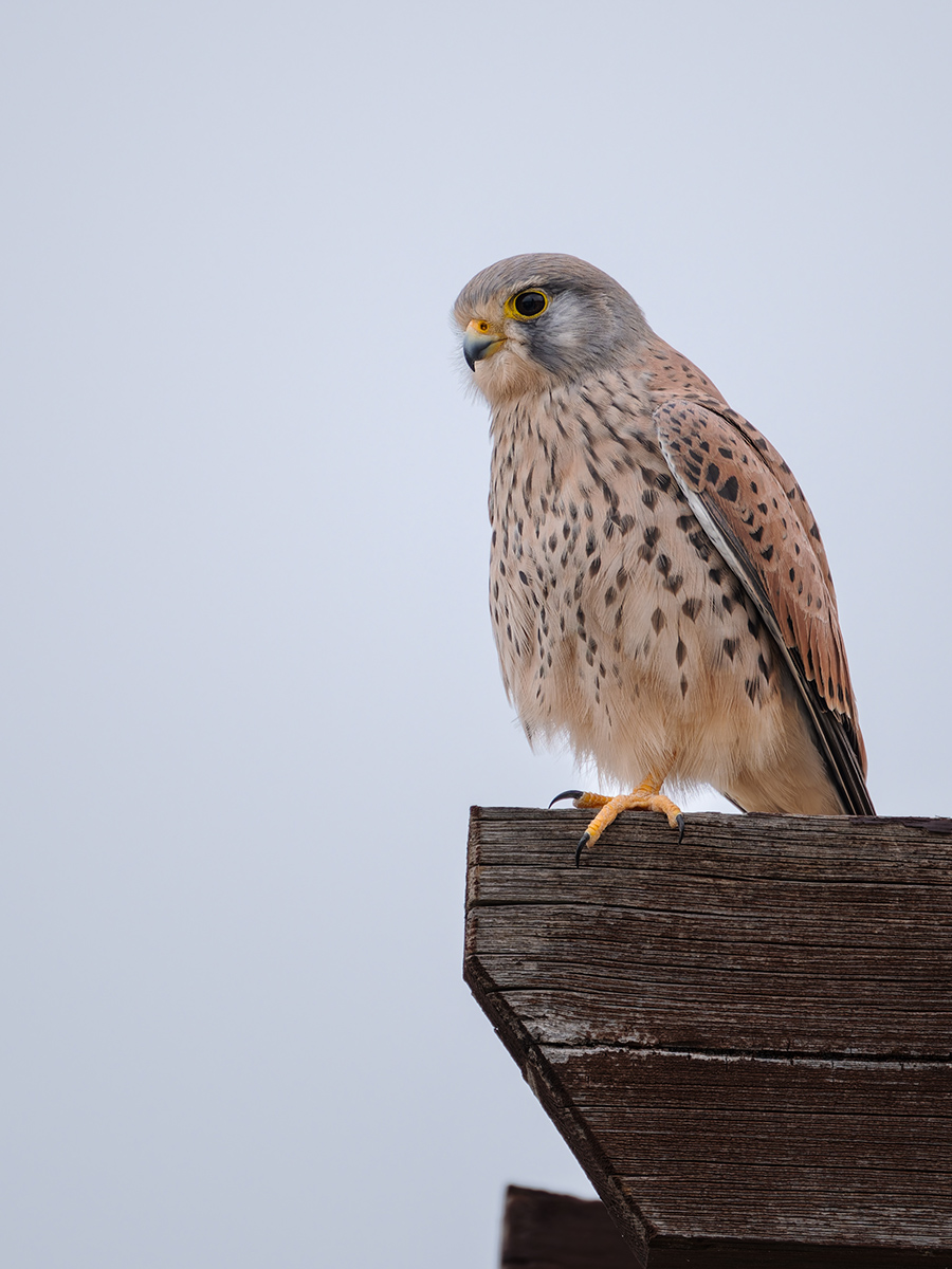 2025-11-24 001 Common Kestrel.jpg