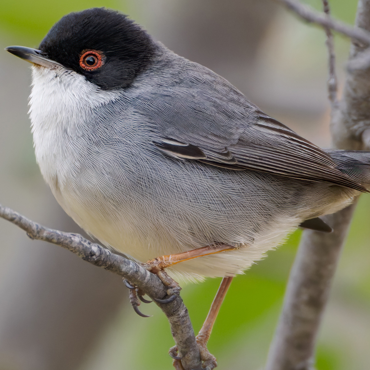 2025-11-25 011 Sardinian Warbler - Crop.jpg