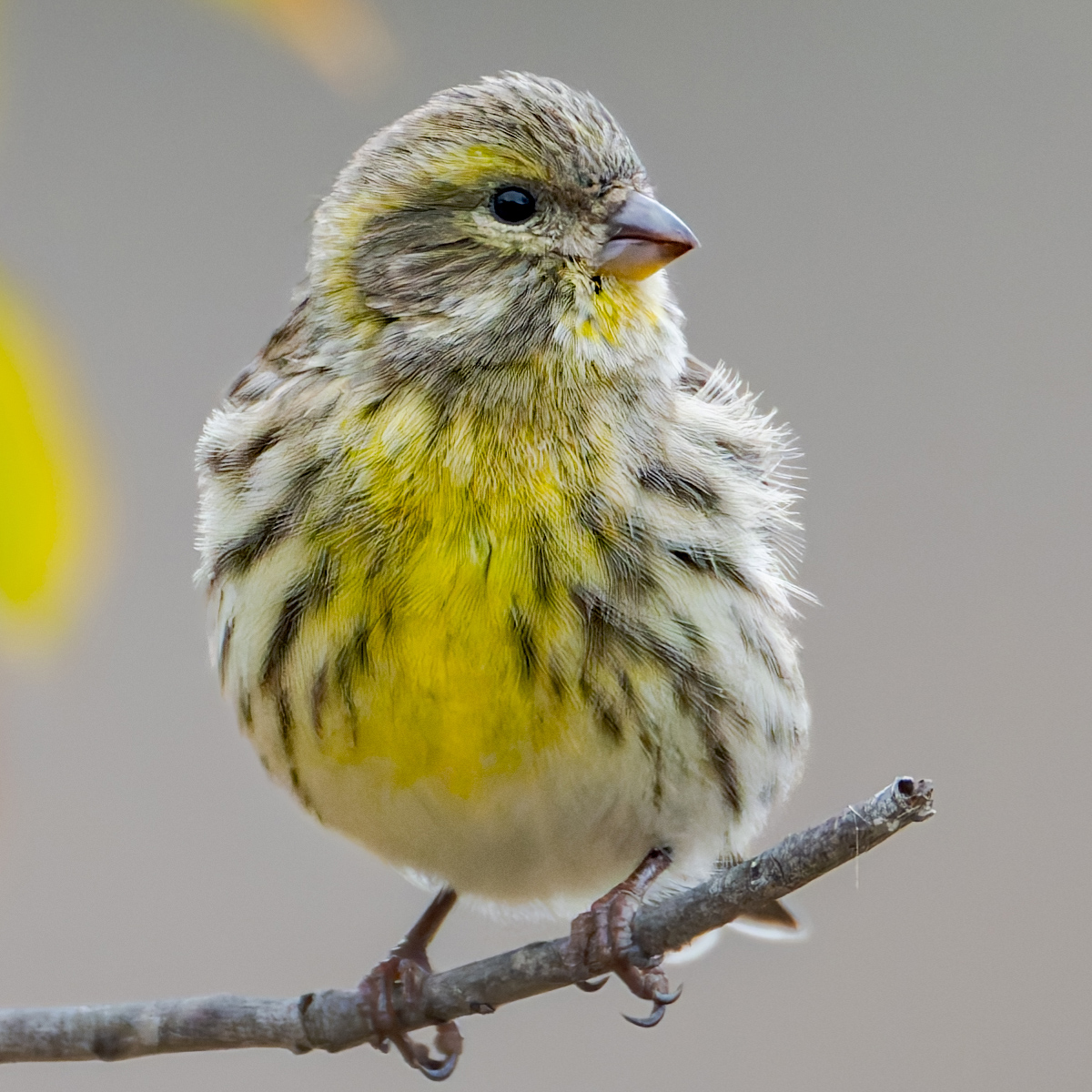 2025-11-25 020 European Serin - Crop.jpg