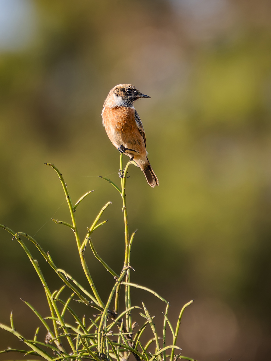 2025-11-28 12 European Stonechat.jpg