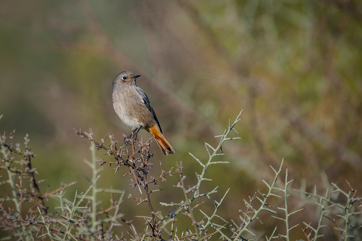 2025-12-04 01 Black Redstart.jpg