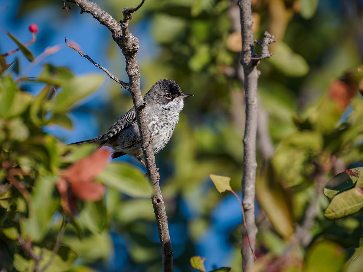 2025-12-04 14 Cyprus Warbler.jpg
