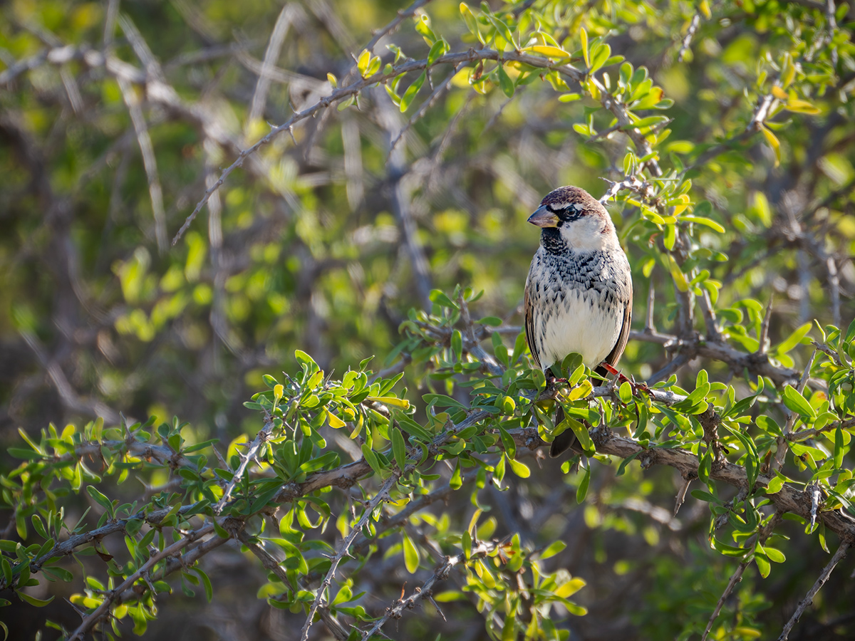 2025-12-04 33 Spanish Sparrow.jpg