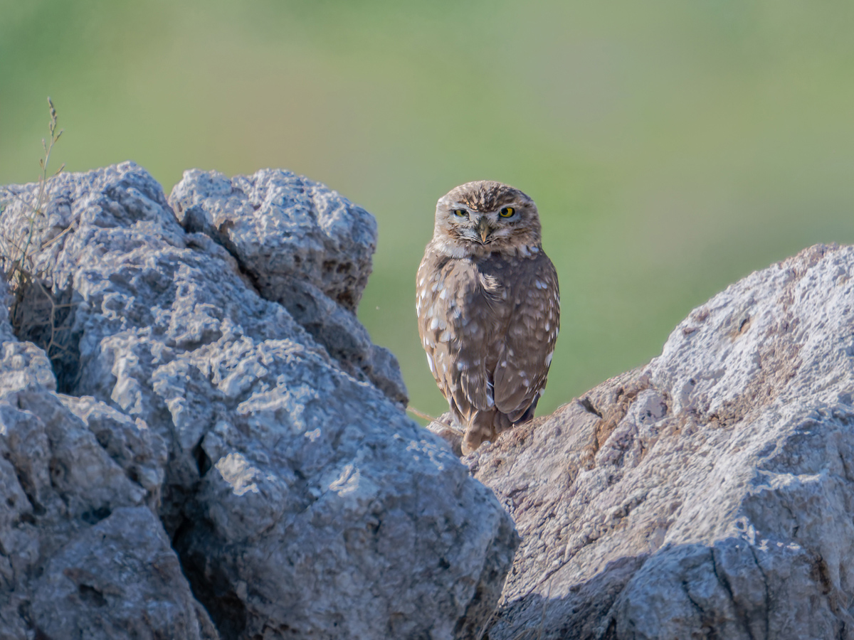 2025-12-04 37 Little Owl.jpg