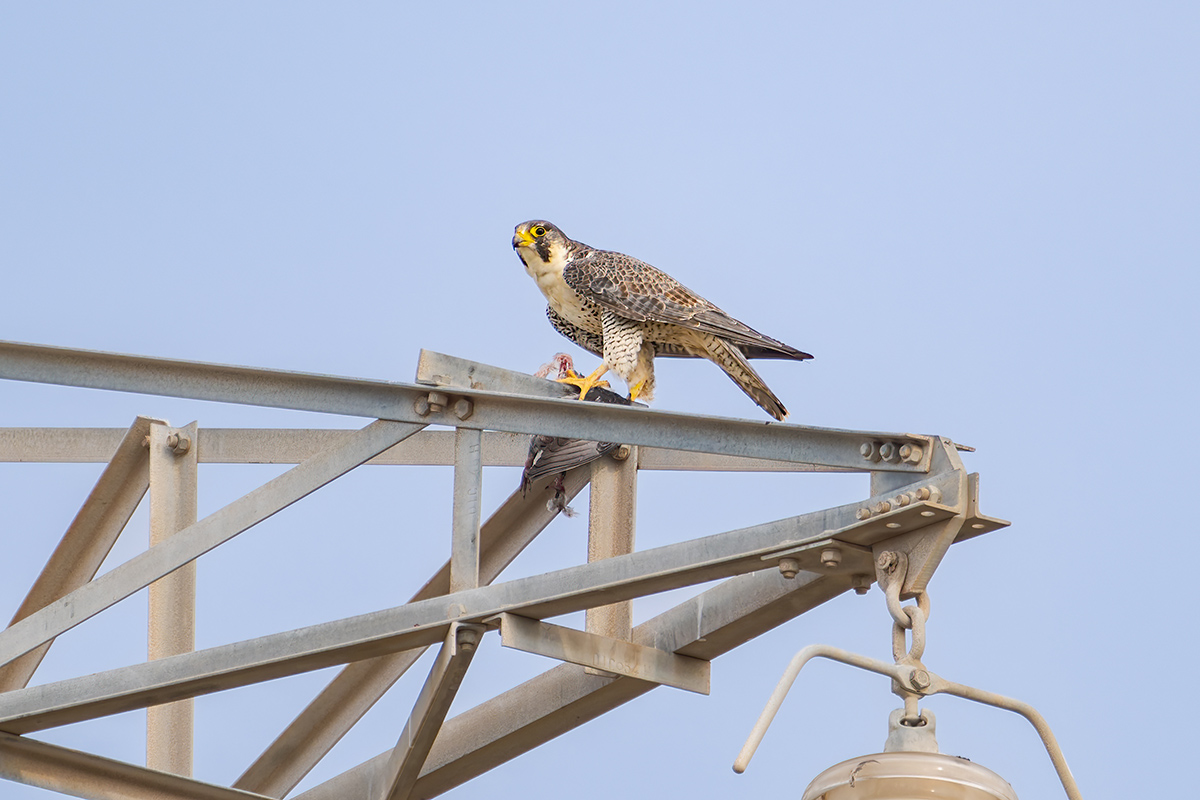 2025-12-04 51 Peregrine Falcon.jpg