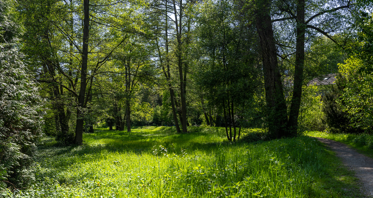 20250428-NZ7_2614-Pano.jpg