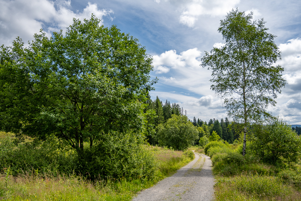 20250712-NZ7_4305.jpg