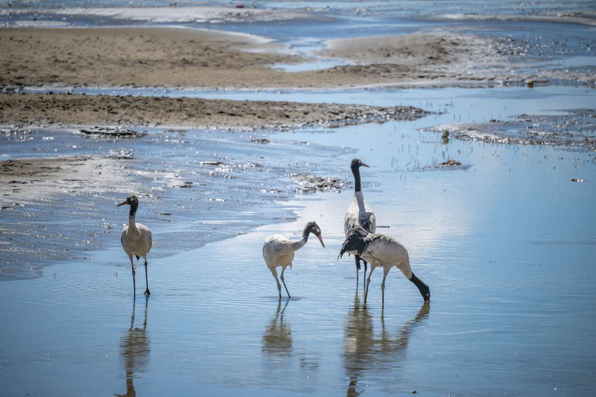 2026-04-07 17 Black-necked Cranes.jpg