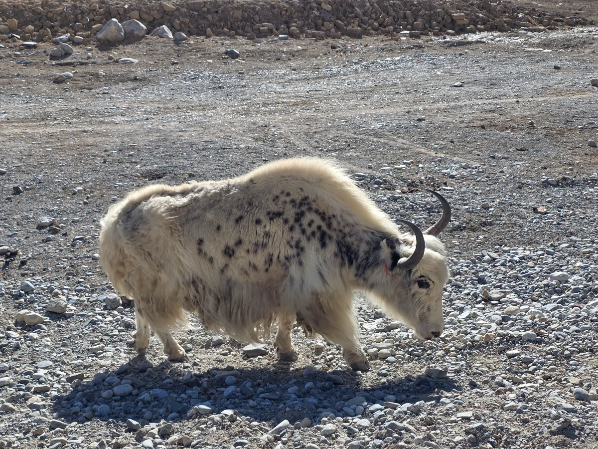 2026-04-07 48 Yak.jpg
