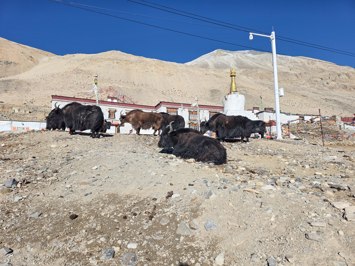 2026-04-07 49 Yaks.jpg