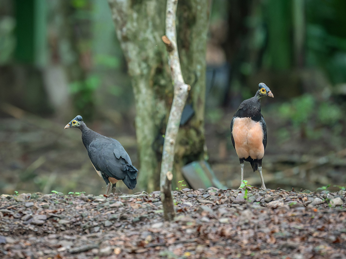 2026-04-20 009 Maleos.jpg