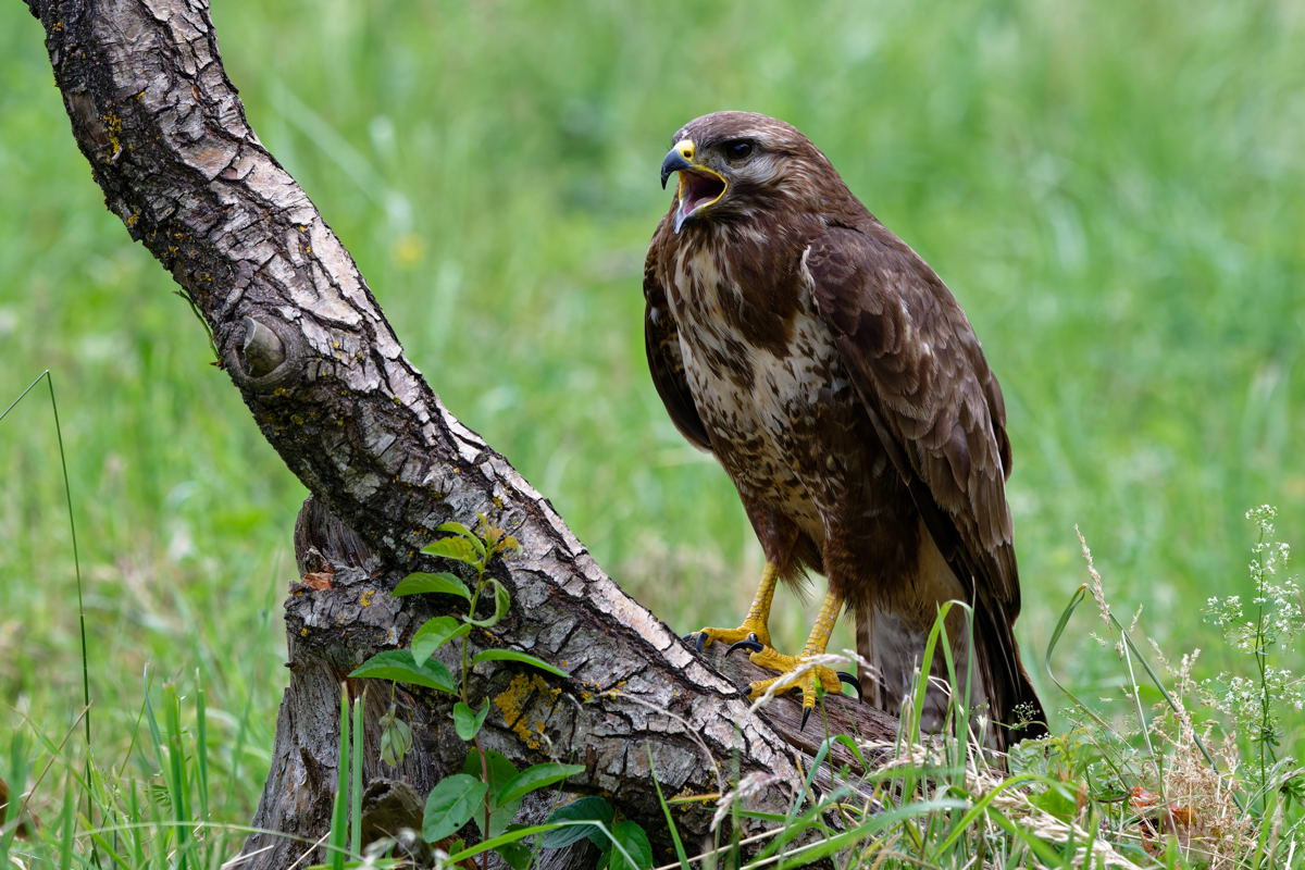 2026_029462.jpg