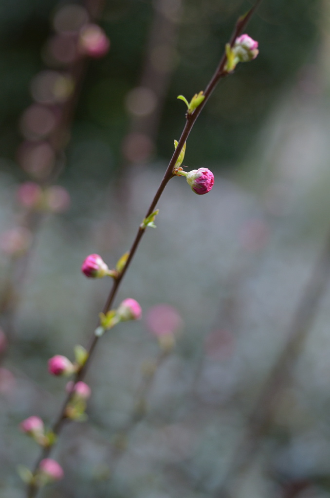 2061024