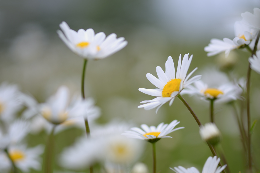 2061024margeriten
