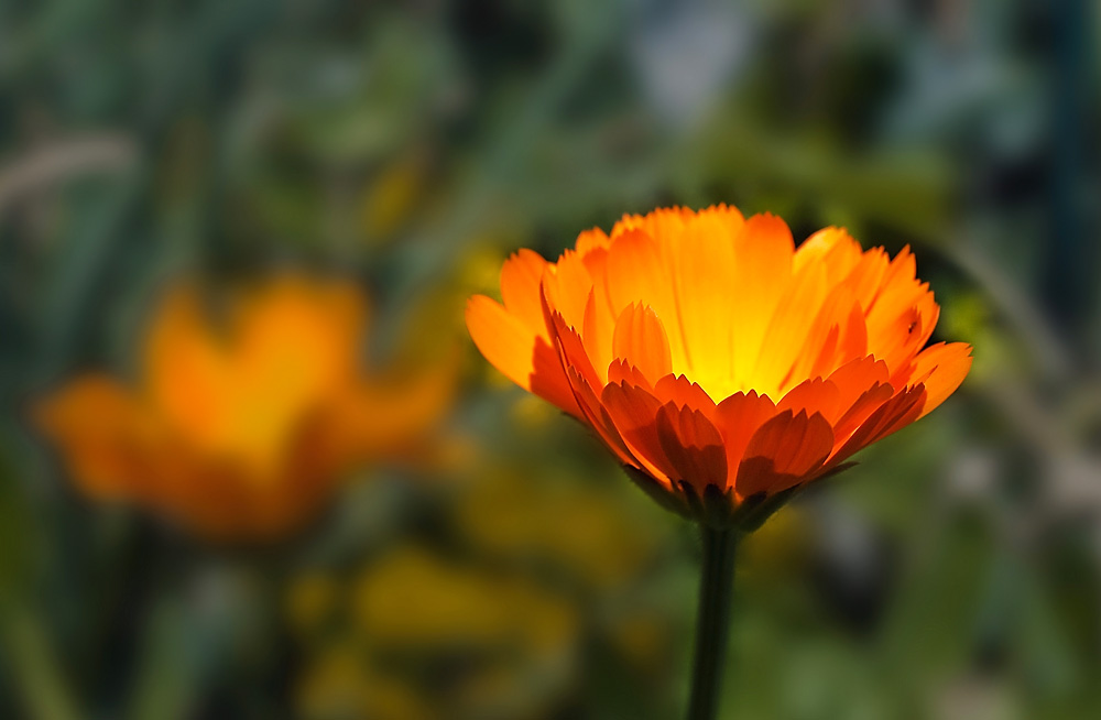 2080615 4182c Ringelblume 1000h