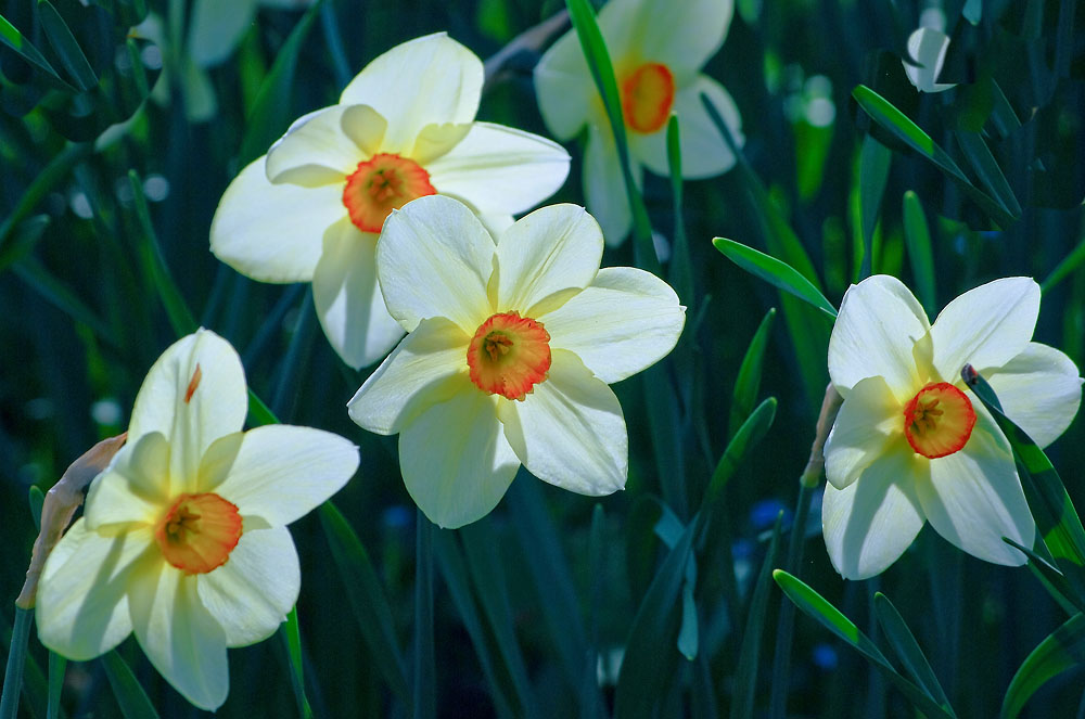 2090418 6580d Blüten BotGa Linz 1000