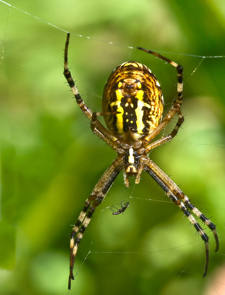 2090825 8118c ZebraSpinne 1024