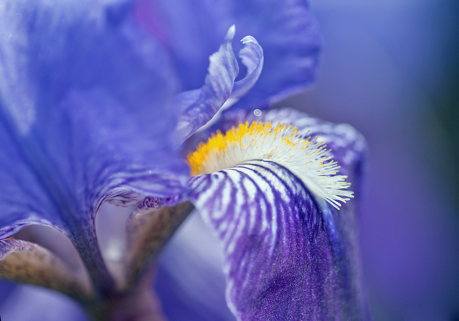 2100509 0305 Iris WDW