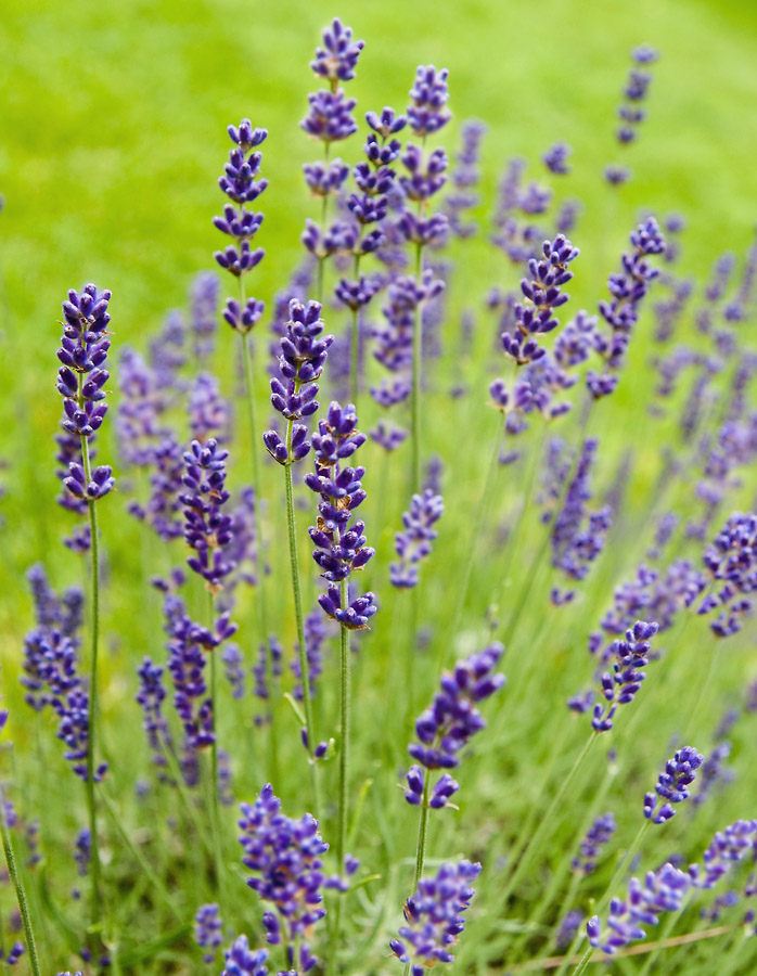 2100621 0838 Lavendel WDW 900H